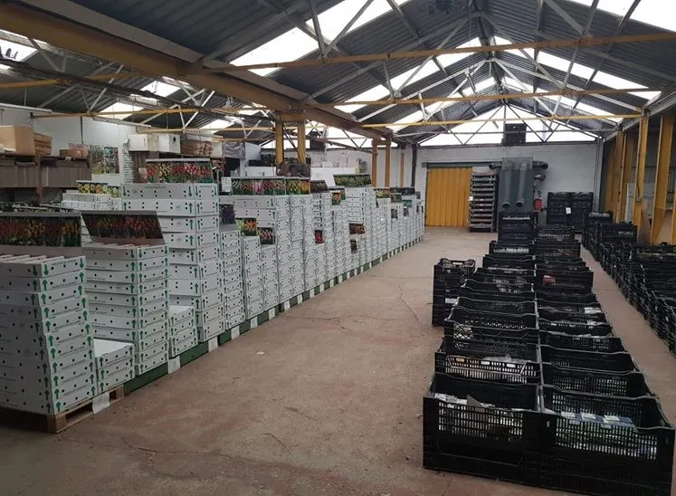 Boxed bulb products ready for despatch from the Eurogarden warehouse