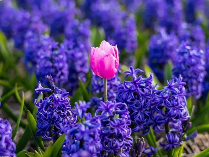 A pink tulip standing out among purple hyacinths