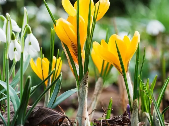 Yellow crocus flowers blooming alongside snowdrops