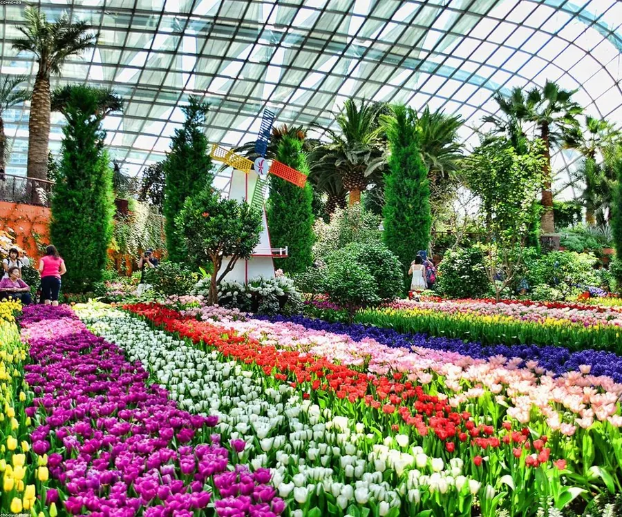 Colourful tulip fields with a windmill display under a glass conservatory dome