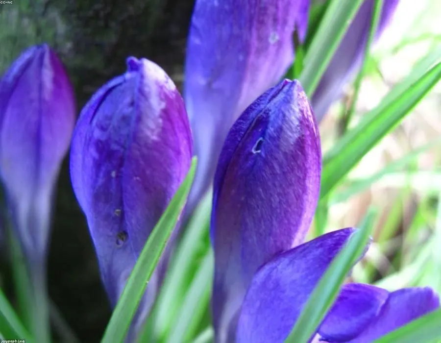 Potted Bulbs, Lilies & Perennials