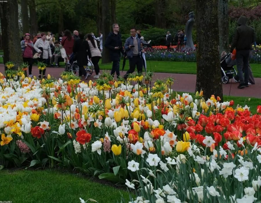 Spring Flowering Bulbs