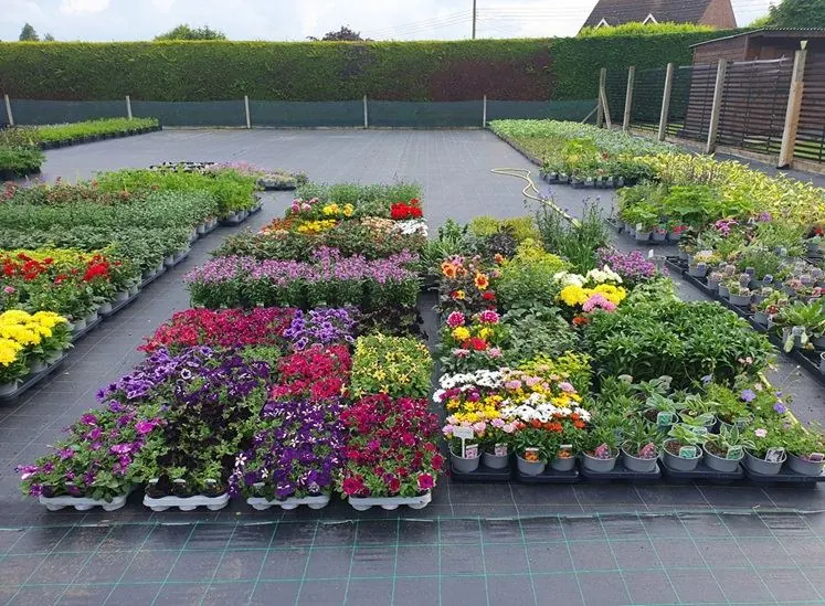 Potted plants growing at the Eurogarden nursery in Spalding