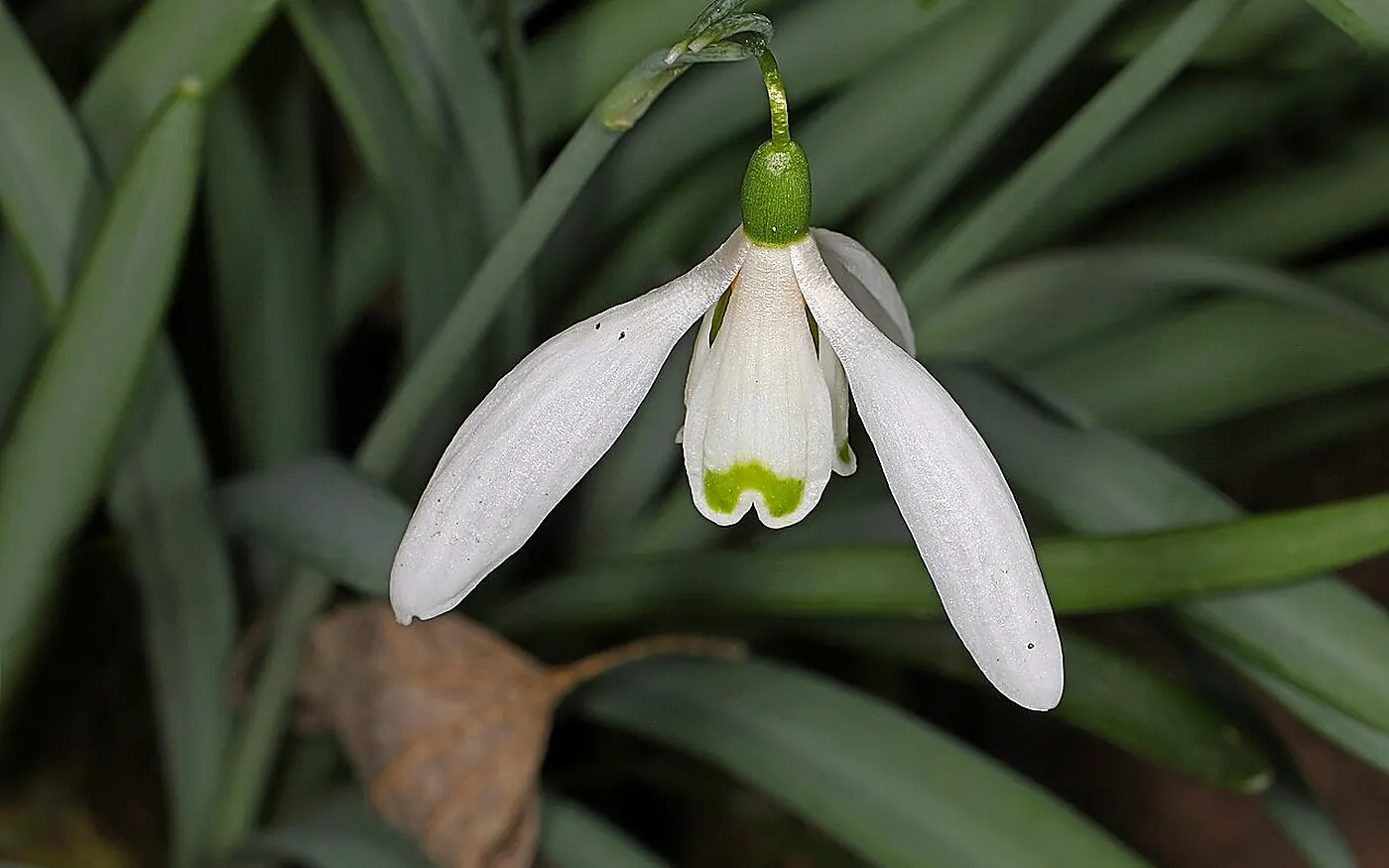 A close-up of a snowdrop flower in bloom