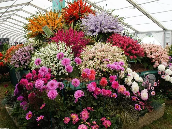 A colourful gladiolus and dahlia flower show display